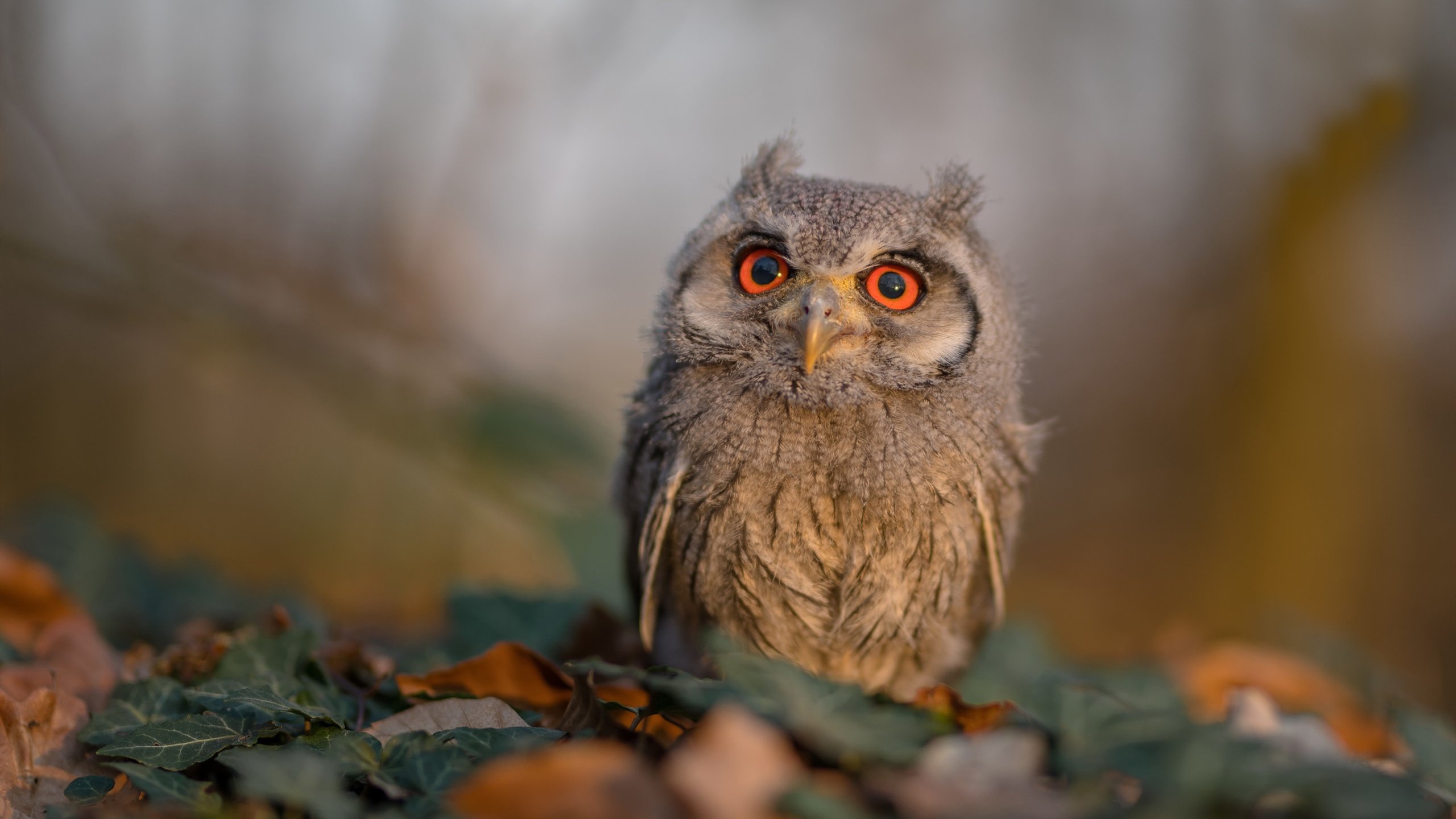 kaiyun登录入口-“高新体育中心:健力赛选手刷新纪录,力量与技巧的完美结合”