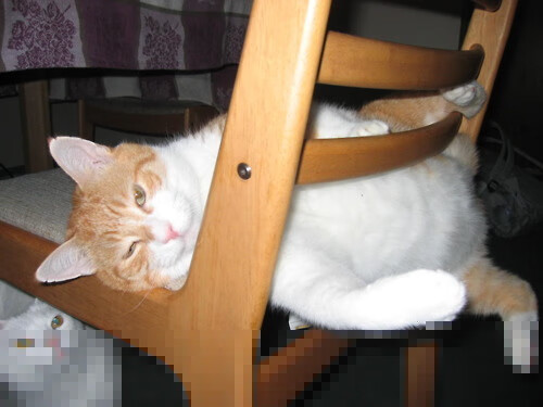 开云中国-中国选手在世界射箭大奖赛中获得历史最佳名次，中国 射箭 金牌