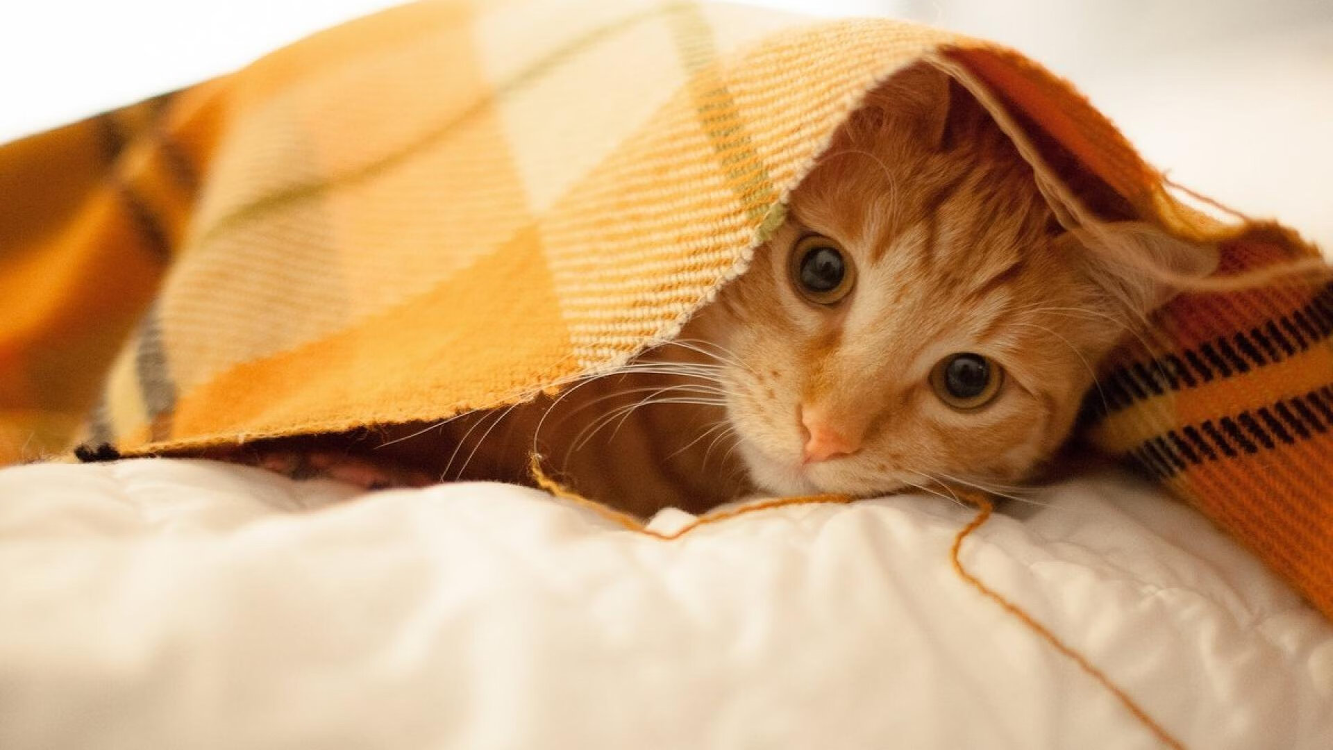 Kaiyun(中国)开云-中超联赛中国女足晋级 球员配合默契提升，中超女足比赛