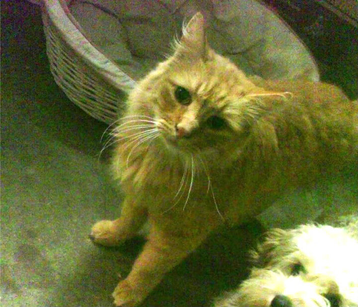 kaiyun体育app-全国青少年冬季运动会筹备工作全面启动,第十四届全国冬季运动会设置竞赛项目