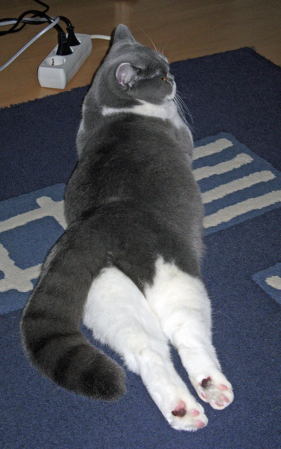 开云在线直播-数据分析在乒乓球战术中的应用不断深入，乒乓球分析统计图