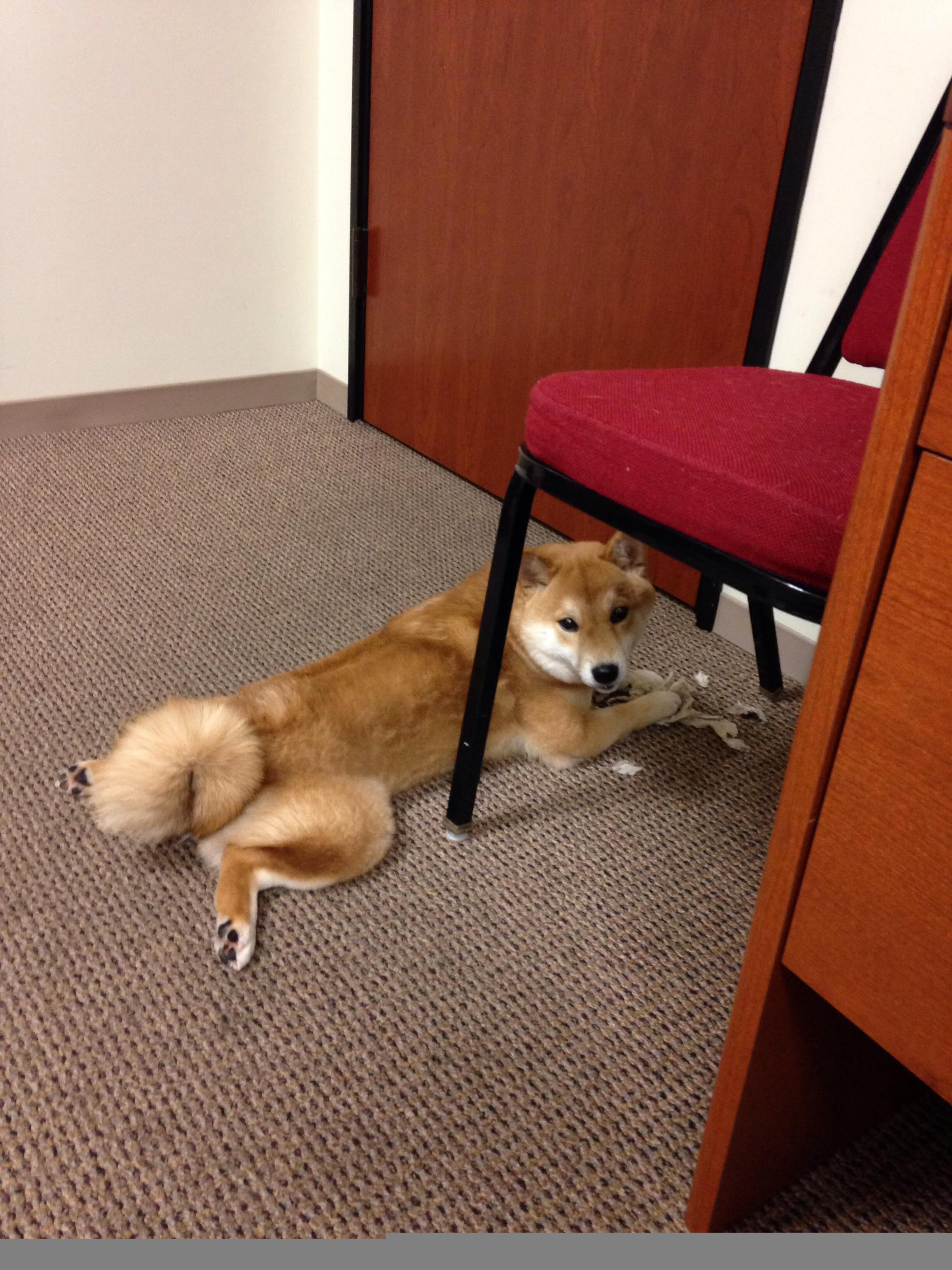 Kaiyun(中国)开云-未来十年：Chinese Taipei团队如何赢得更多国际荣誉，china taipei