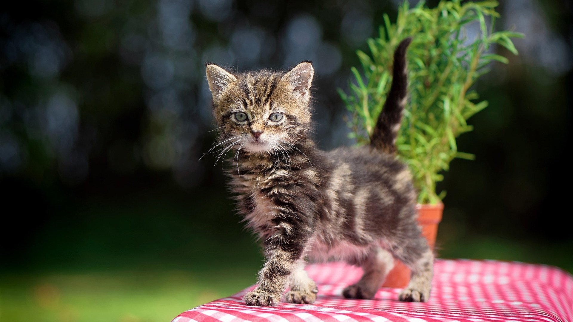 开云体育app网页版安全-校园冰壶公开课深受学生喜爱参与人数倍增,学校冰壶比赛的作文300字