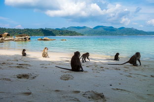 世界沙滩龙舟锦标赛中国团队表现优异，国际龙舟锦标赛